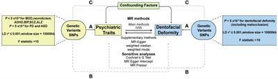 Major depressive disorder elevates the risk of dentofacial deformity: a bidirectional two-sample Mendelian randomization study